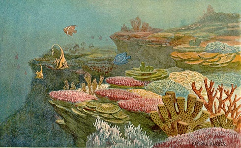 image of ancient coral reef