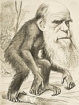 Editorial cartioon from 1871 depicting Charles Darwin as an Ape