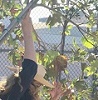 Raise the Tree