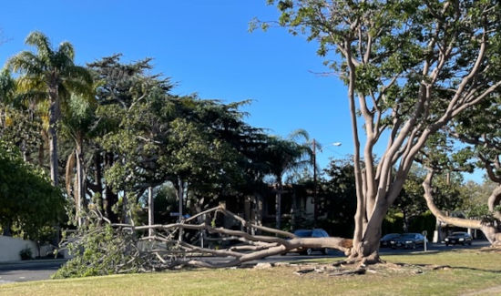 Dead Coral Tree on San Vicente Boulevard, Santa Monca